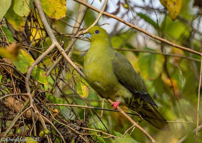 Wedge-tailed Green-Pigeon - Pranad Patil