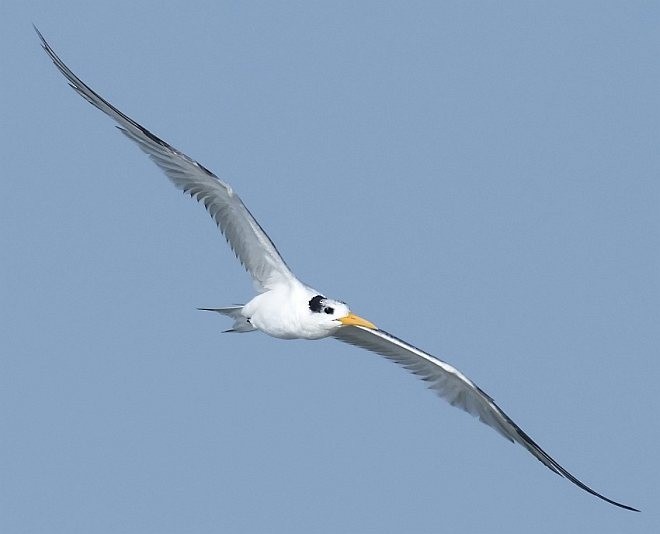 Lesser Crested Tern - jaysukh parekh Suman