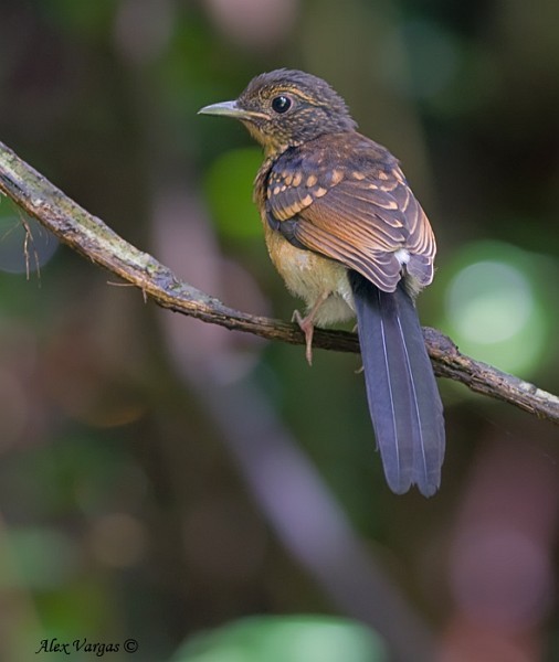 White-rumped Shama - ML379645851
