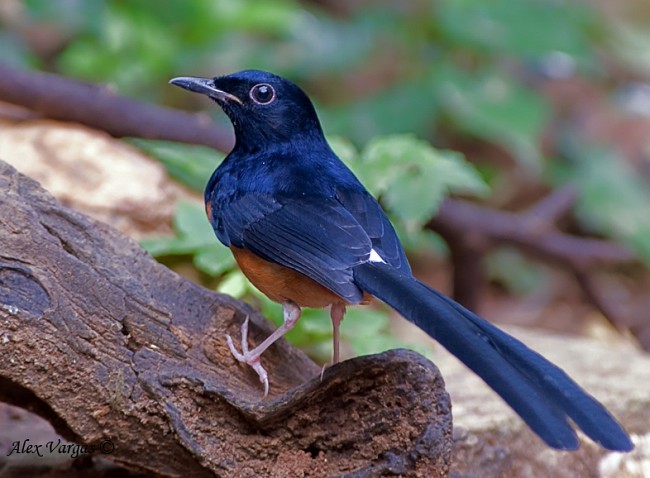 White-rumped Shama - ML379645861