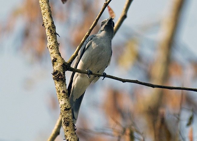 Black-winged Cuckooshrike - Vijay Anand Ismavel