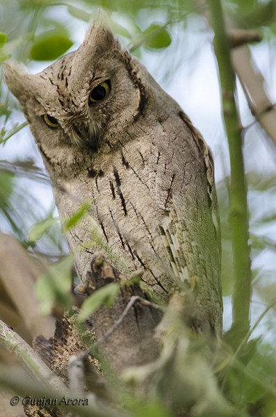 Pallid Scops-Owl - Gunjan Arora