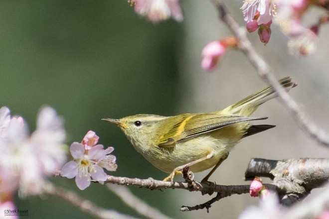 Buff-barred Warbler - ML379647011