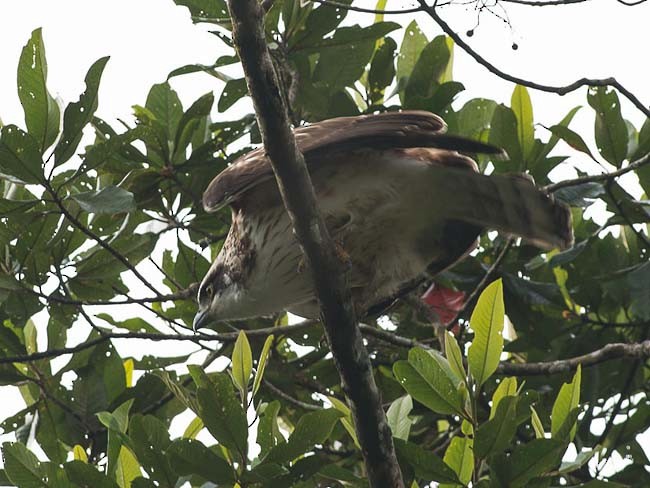 Sulawesi Serpent-Eagle - ML379647311