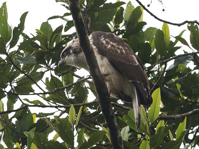 Sulawesi Serpent-Eagle - ML379647321