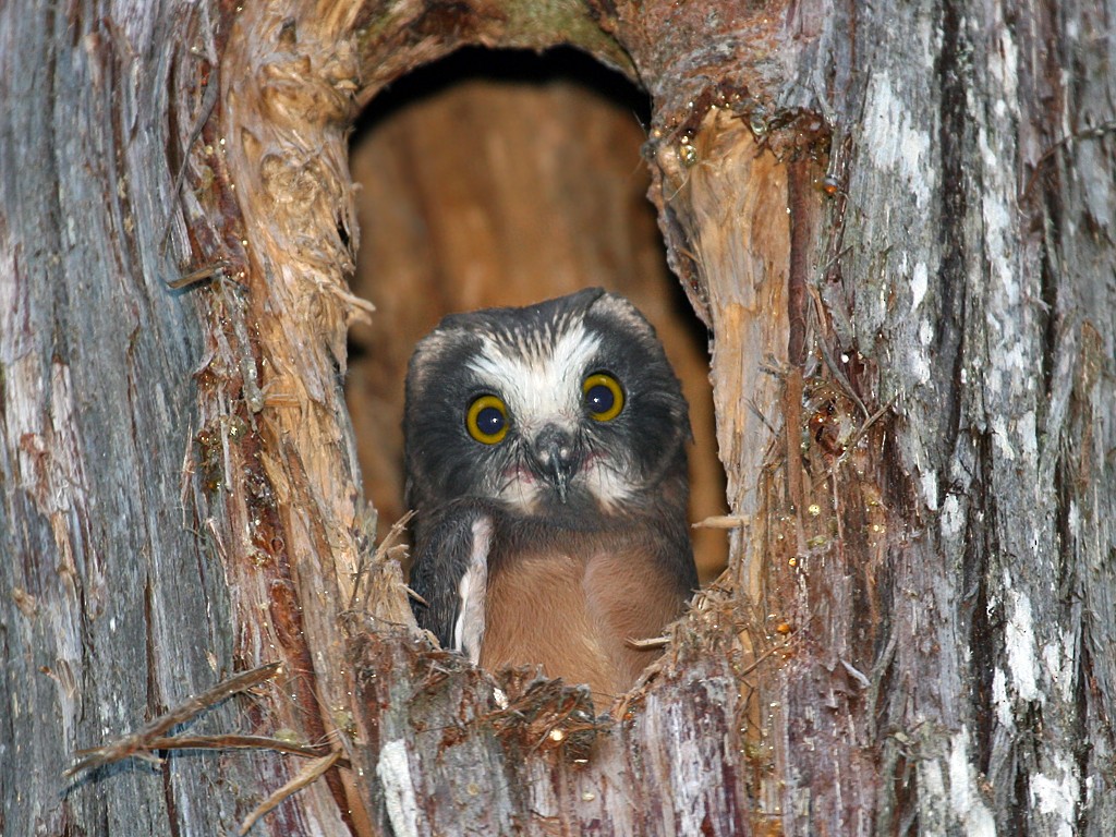 Northern Saw-whet Owl - ML37964741