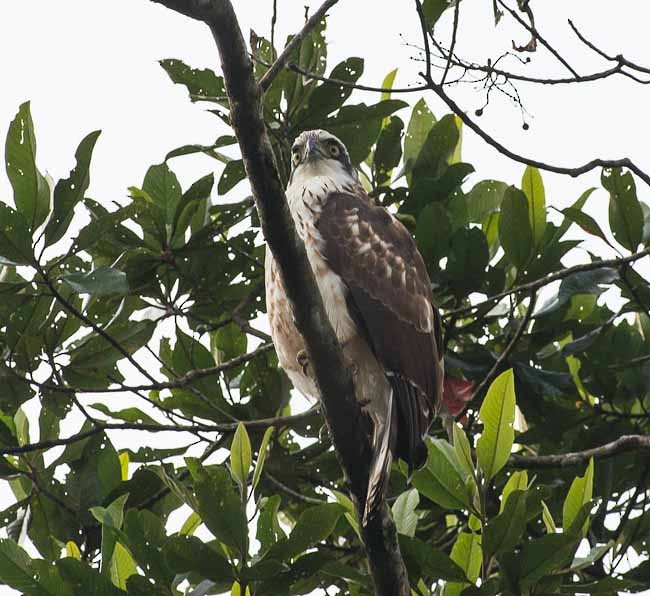 Sulawesi Serpent-Eagle - ML379647431