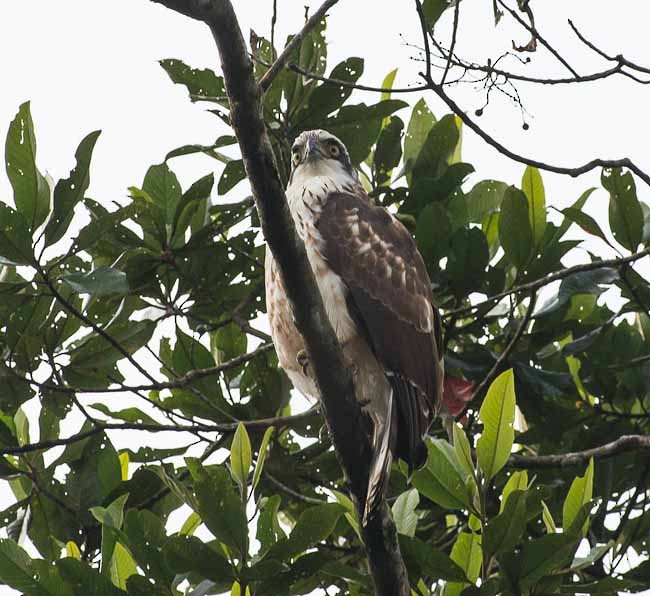 Sulawesischlangenadler - ML379647431