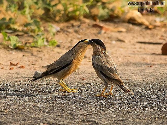 Brahminy Starling - ML379647511