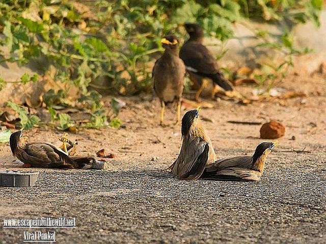 Brahminy Starling - ML379647591