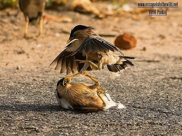 Brahminy Starling - Pankaj Maheria