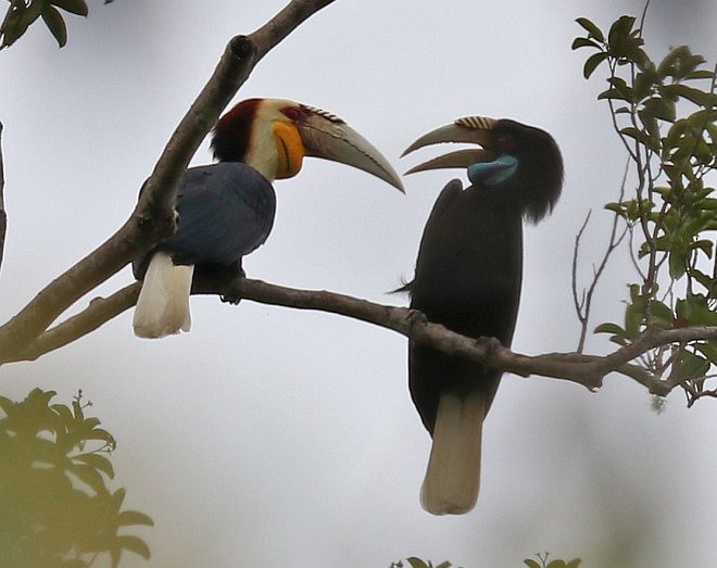 Wreathed Hornbill - ML379647661