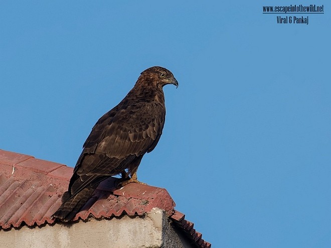 Oriental Honey-buzzard - Pankaj Maheria