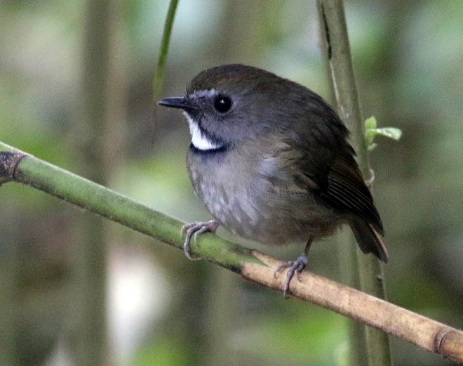 White-gorgeted Flycatcher - ML379647741