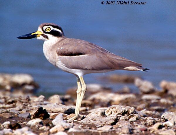 Great Thick-knee - ML379648071