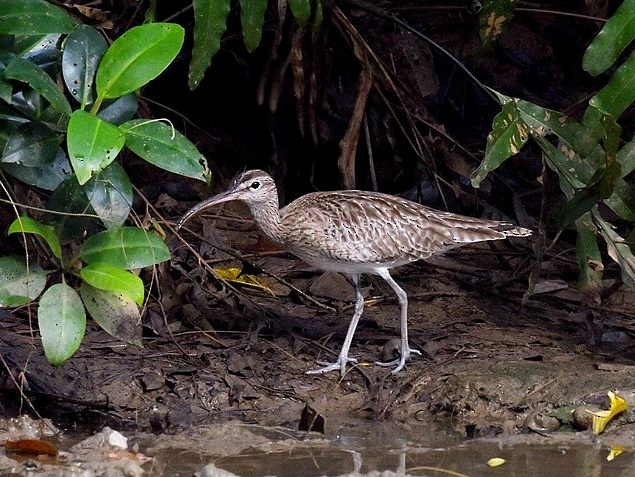 Whimbrel - ML379648151