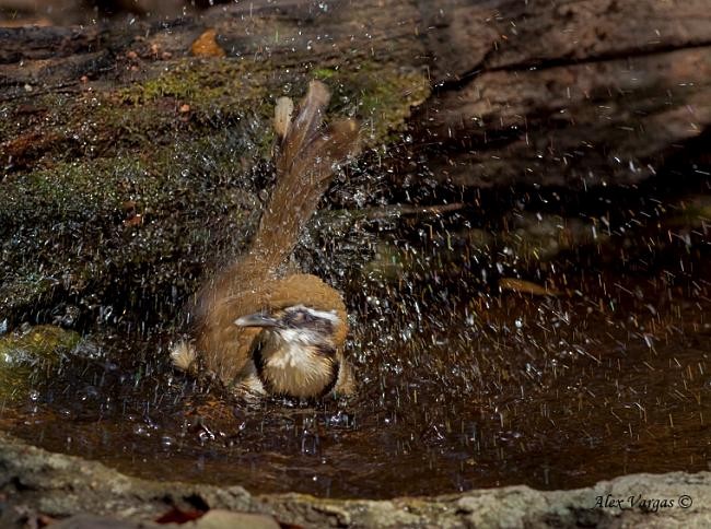 Lesser Necklaced Laughingthrush - ML379648631