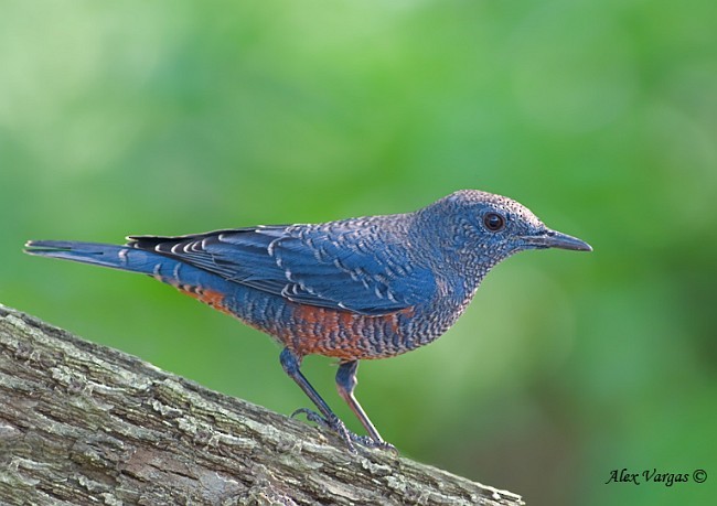 skalník modrý - ML379648681