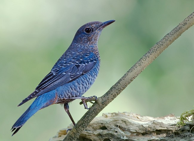 skalník modrý (ssp. pandoo) - ML379648701