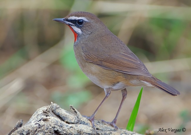 slavík Kalliopin - ML379648731