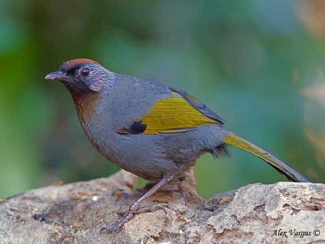 Silver-eared Laughingthrush - ML379648741