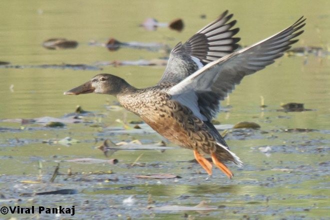 Northern Shoveler - ML379648991