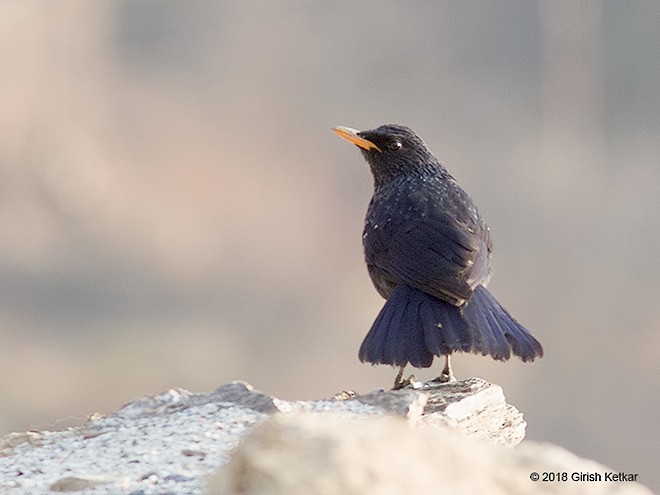 Blue Whistling-Thrush (Yellow-billed) - ML379649161