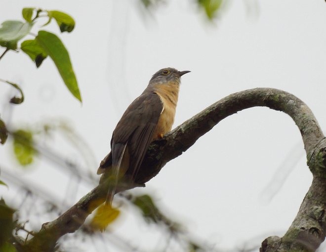 Brush Cuckoo (Sunda) - ML379649251