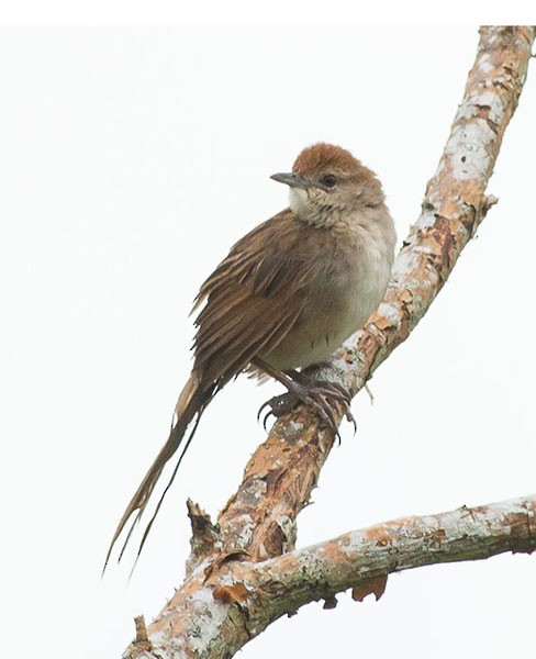 Tawny Grassbird - Simon van der Meulen