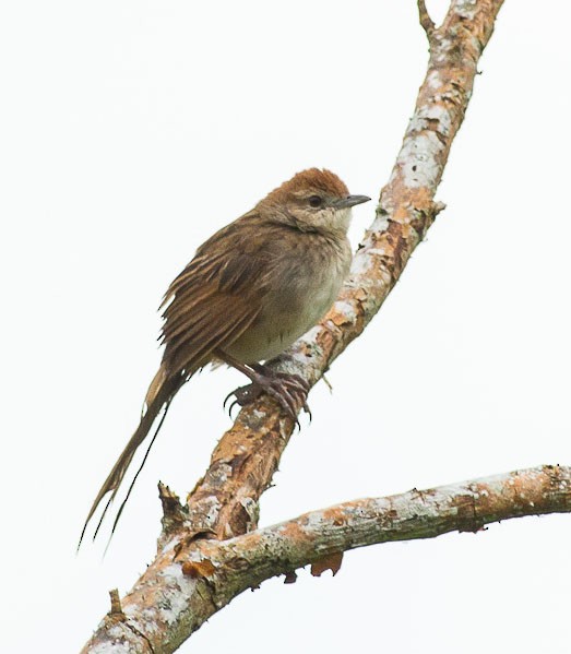 Tawny Grassbird - Simon van der Meulen