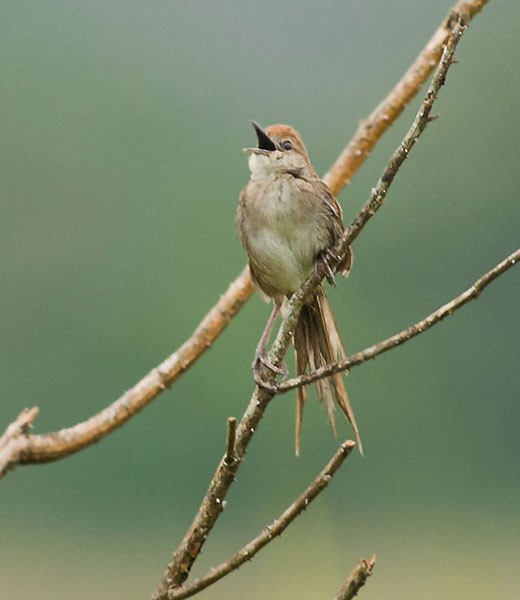 Tawny Grassbird - Simon van der Meulen