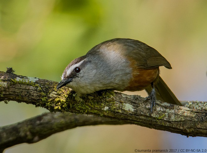 Palani Laughingthrush - ML379649791