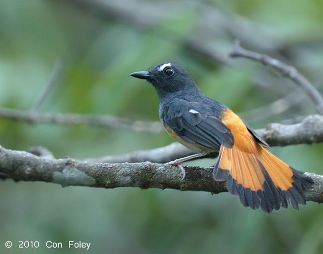 コシアカシキチョウ - ML379649931