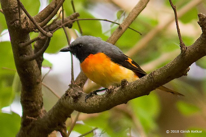 Minivet oranor - ML379650111