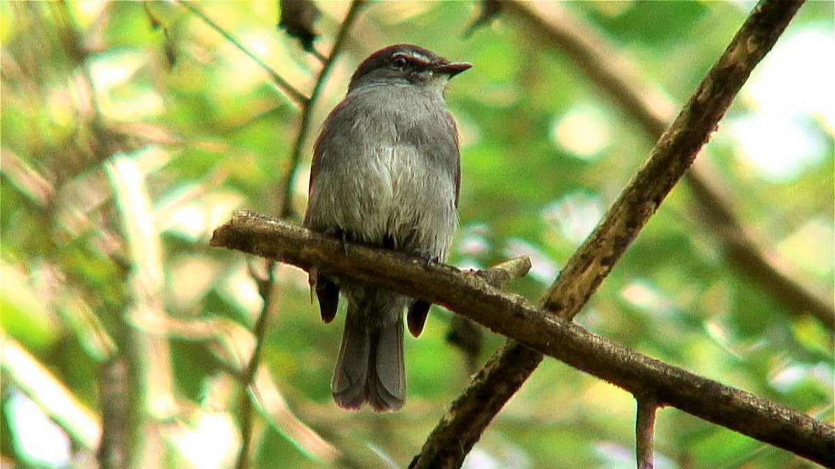 Dusky-blue Flycatcher - ML379650261