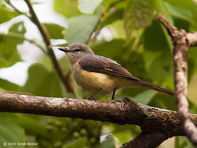 Minivet oranor - ML379650271