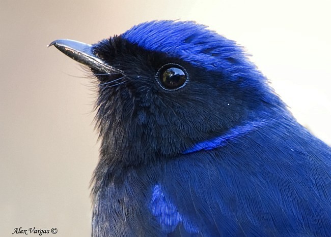 Large Niltava - ML379650421