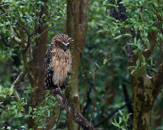 Buffy Fish-Owl - ML379650431