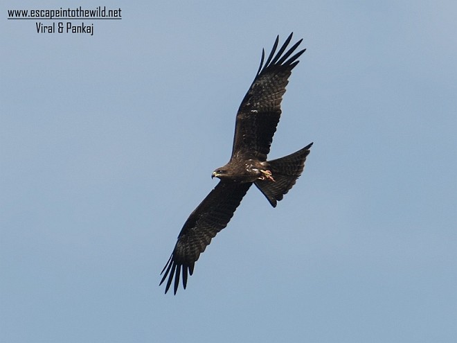 Black Kite - ML379650611