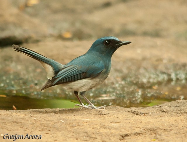 White-bellied Blue Flycatcher - ML379650651