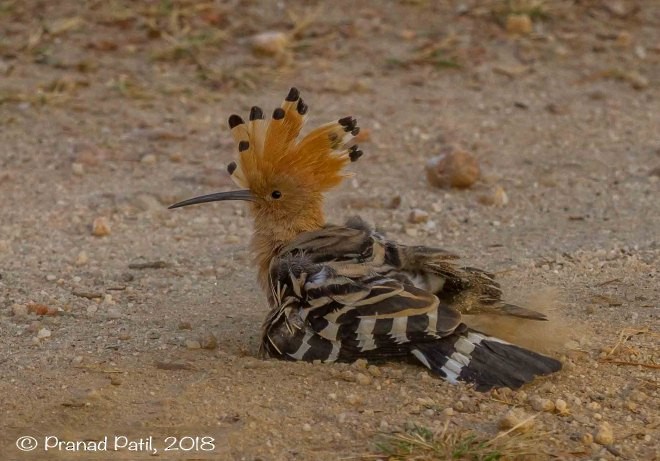 Eurasian Hoopoe - ML379650971