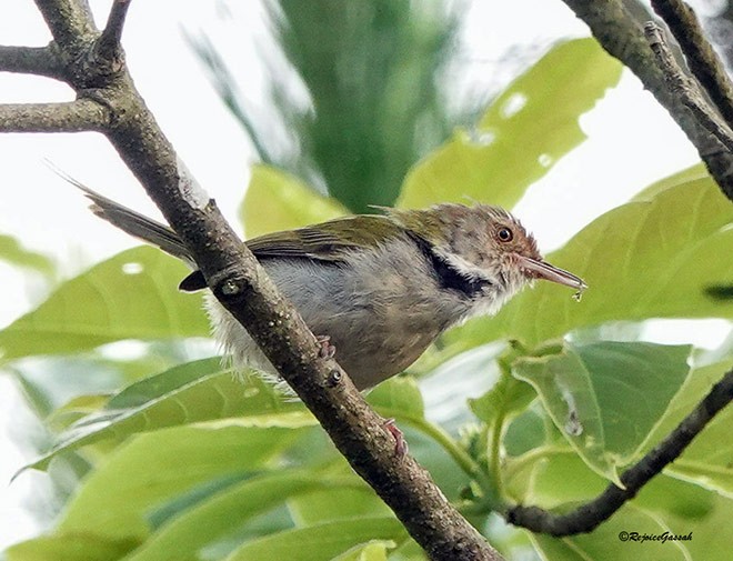 Common Tailorbird - ML379651111