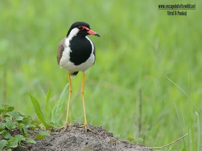 Red-wattled Lapwing - ML379651311