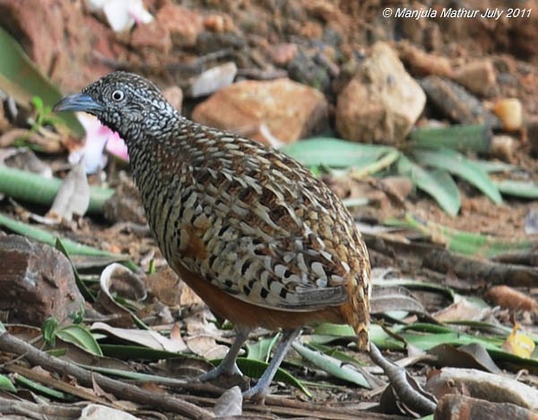 Bindenlaufhühnchen - ML379651421