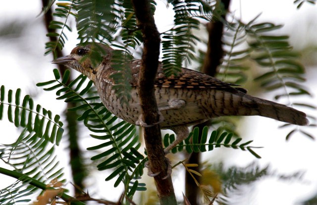 Eurasian Wryneck - ML379651671