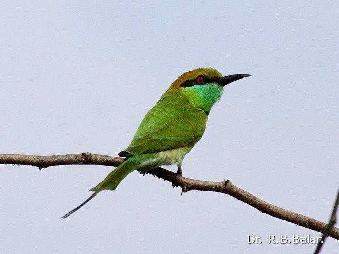 Asian Green Bee-eater - Dr. Raghavji Balar