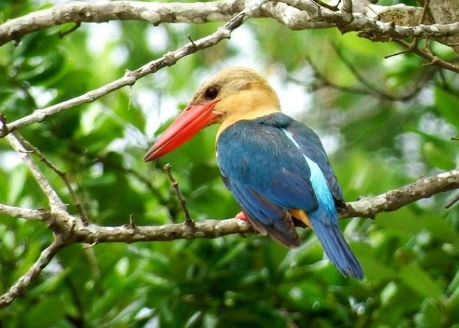 Stork-billed Kingfisher - ML379651841