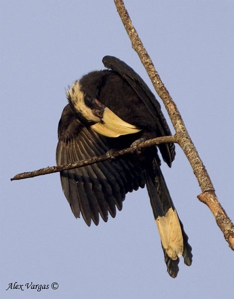 zoborožec malajský - ML379651911