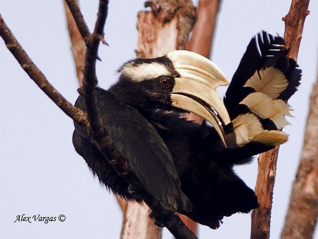 zoborožec malajský - ML379651941