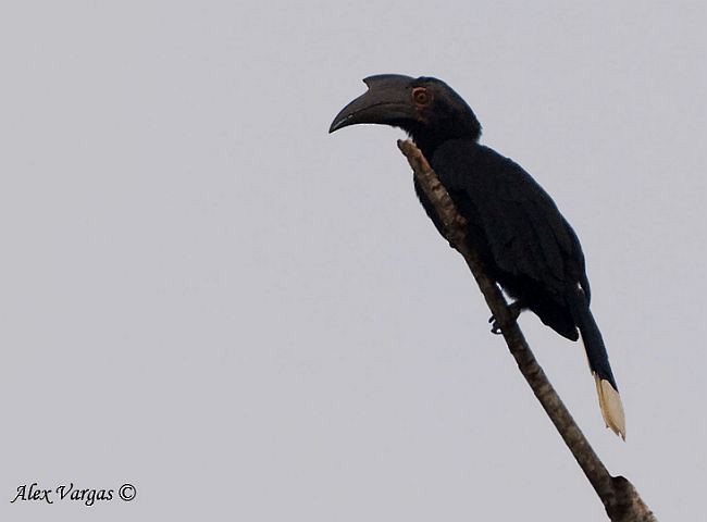 zoborožec malajský - ML379652021